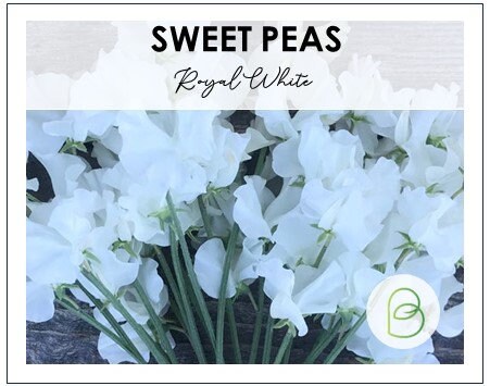 Sweet Pea Royal White