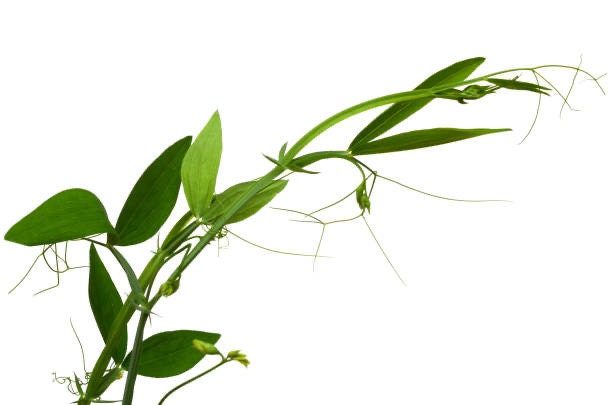 Sweet Pea Royal Lavender