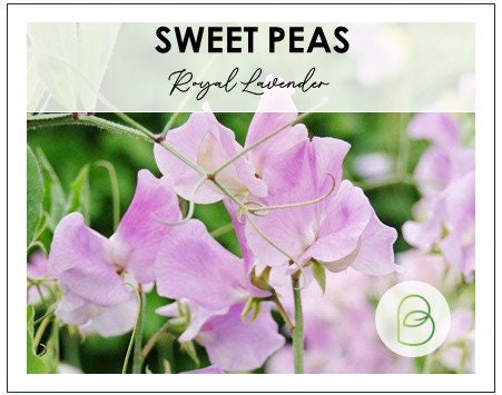 Sweet Pea Royal Lavender