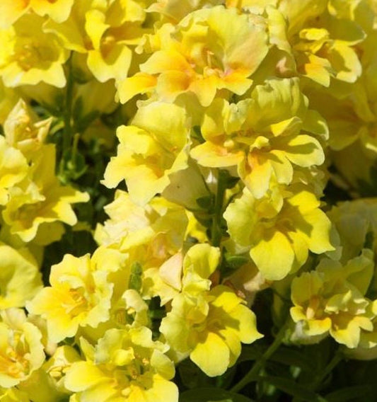 Snapdragon Twinny Yellow Shades