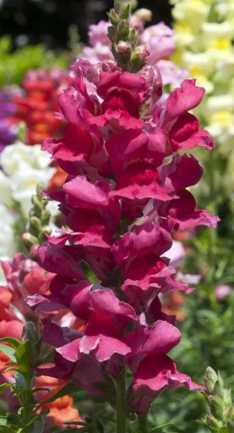 Snapdragon Twinny Violet