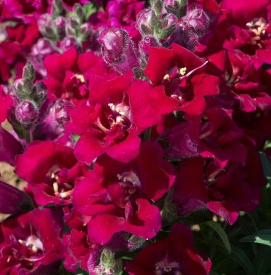 Snapdragon Twinny Violet