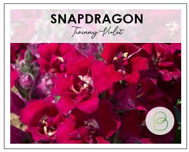 Snapdragon Twinny Violet