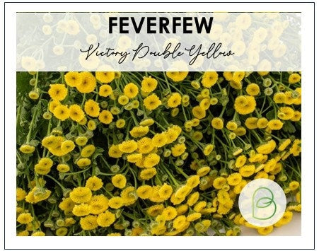 Feverfew Victory Double Yellow