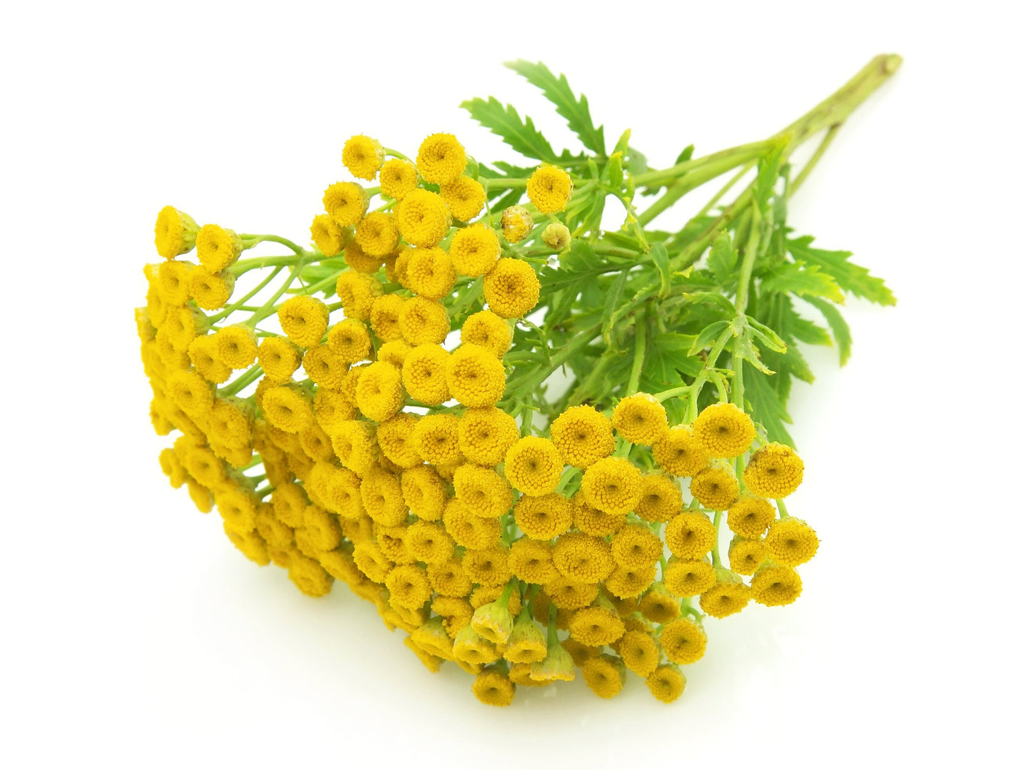 Feverfew Victory Double Yellow