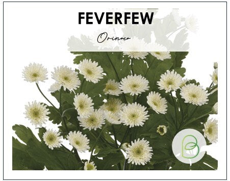 Feverfew Orinoco