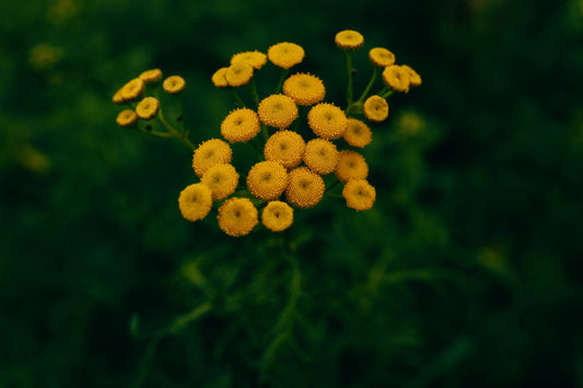 Feverfew Victory Double Yellow