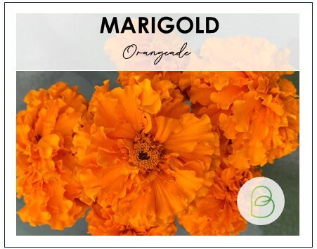 Marigold American Orangeade