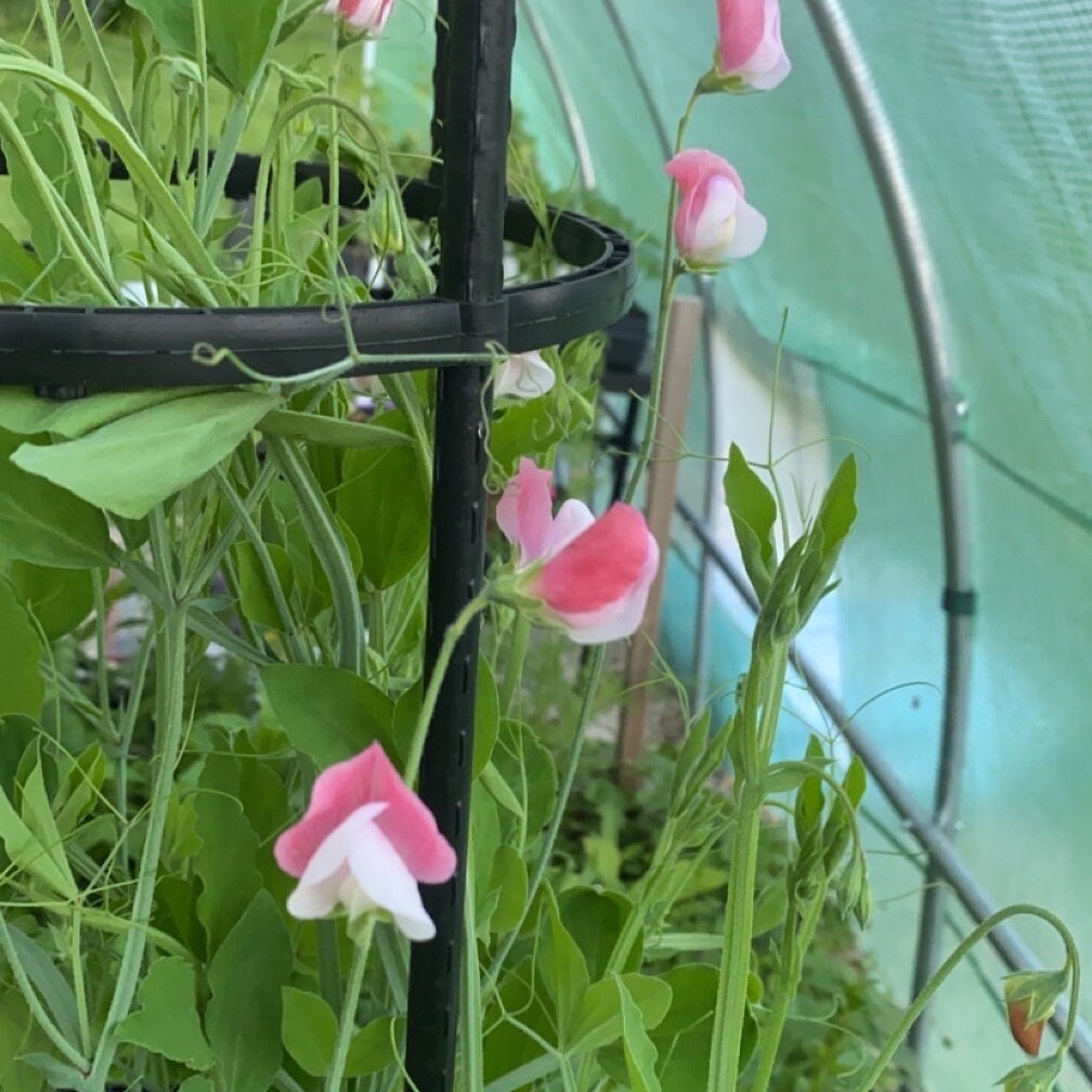 Sweet Pea Salmon Rose Elegance