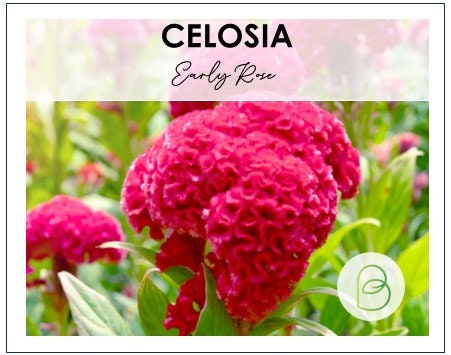 Celosia Early Rose