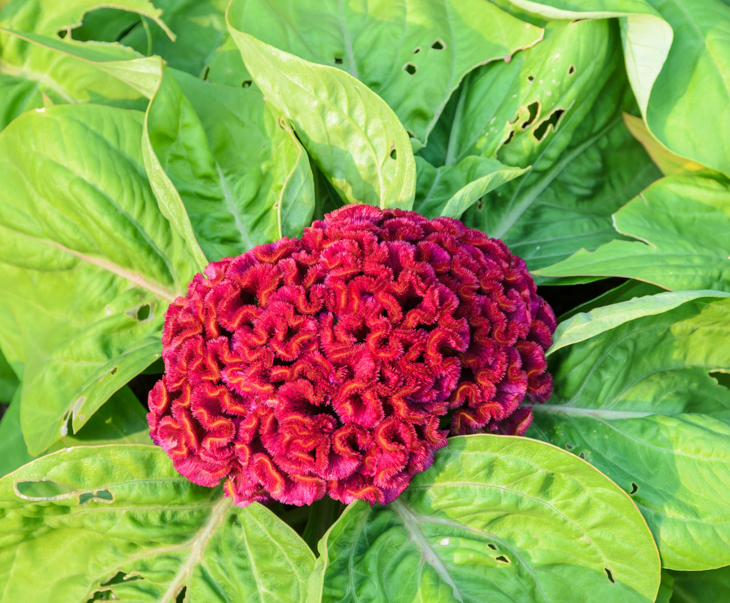 Celosia Early Rose