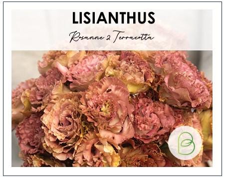 Lisianthus Rosanne 2 Terracotta F1