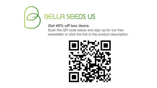 Zinnia Zahara Starburst