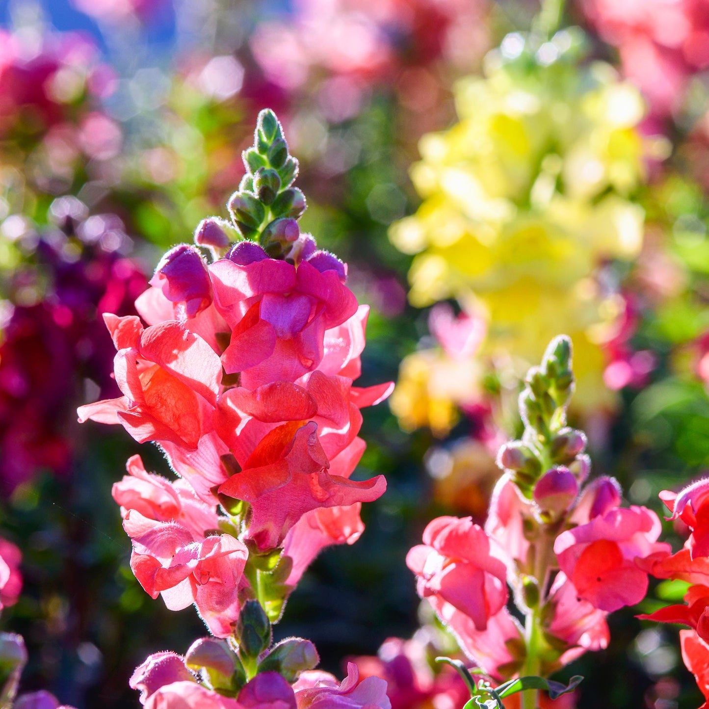 Beginner Cut Flower Garden Design Plan, Premade Garden Design, Easy to Grow, Pollinator Garden, Grow Annuals from Seed