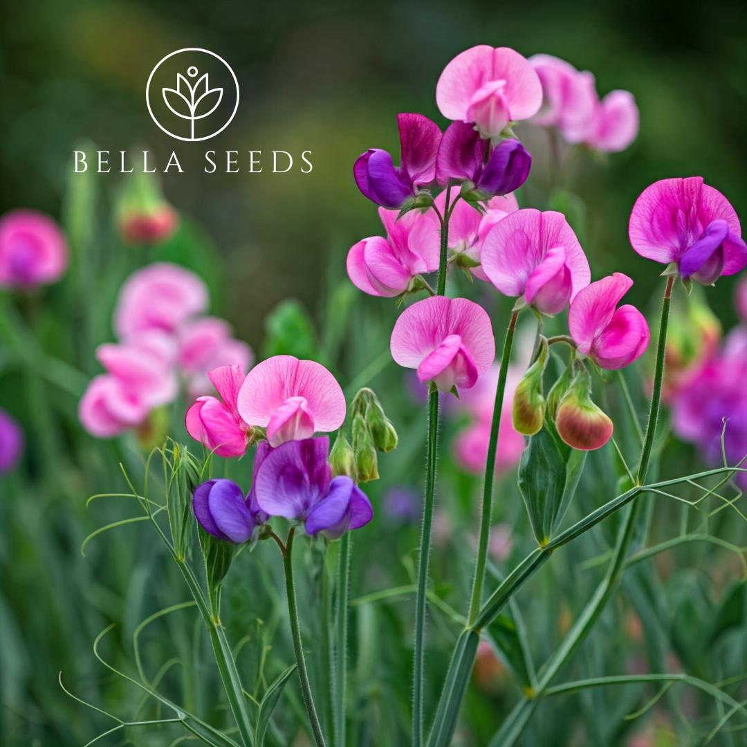 Dwarf Sweet Pea Bijou Mix