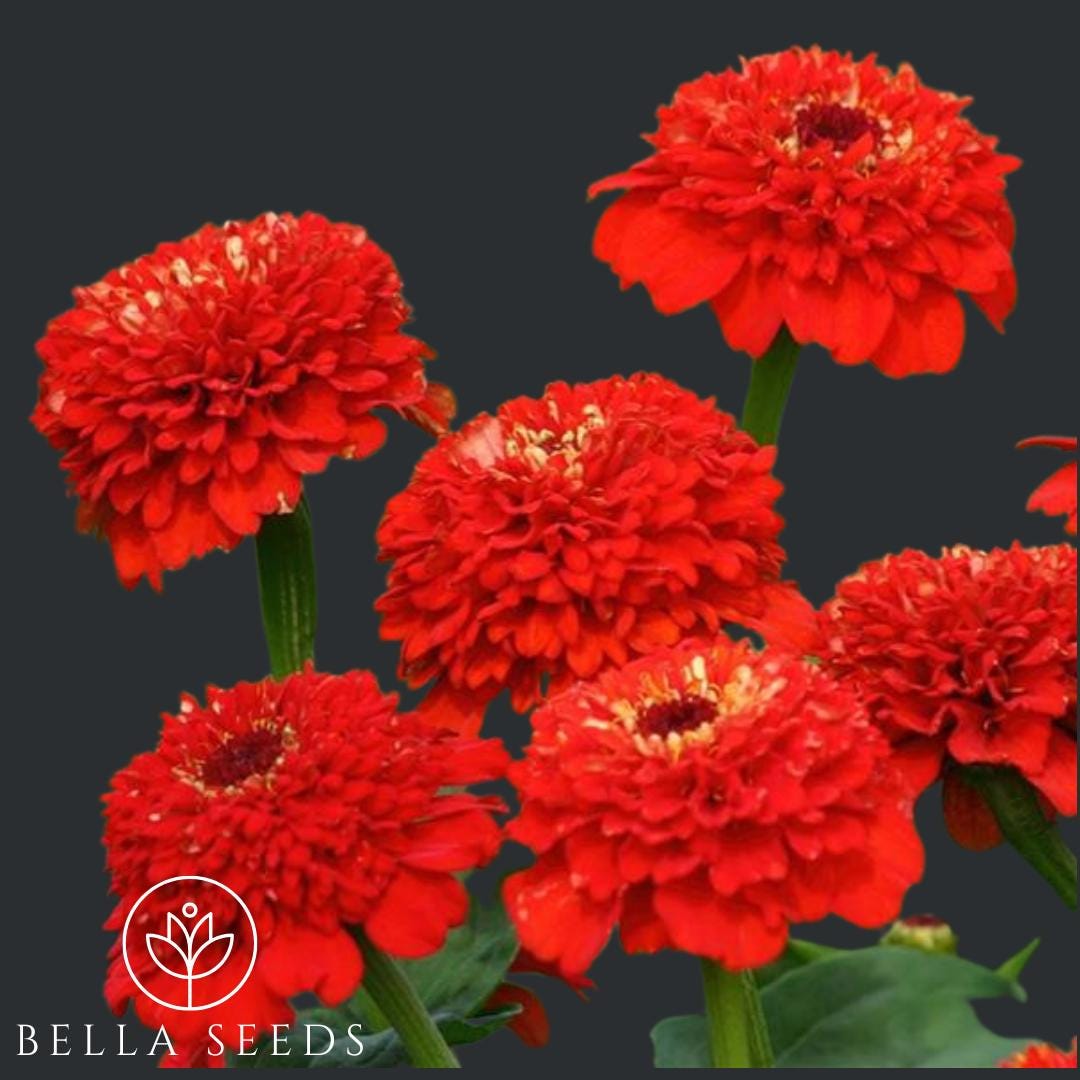 Zinderella Red Zinnia 10 Seeds, Zinnia Elegans, Professional Cut Flower, Wedding flowers, Rare Seeds, Fast Free Shipping, Salmon Double