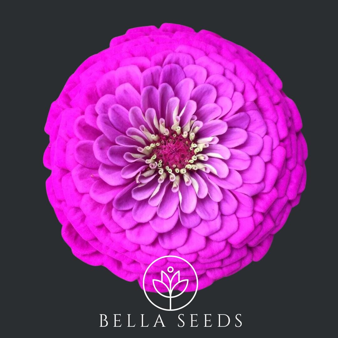 Zinnia Benary's Giant Purple
