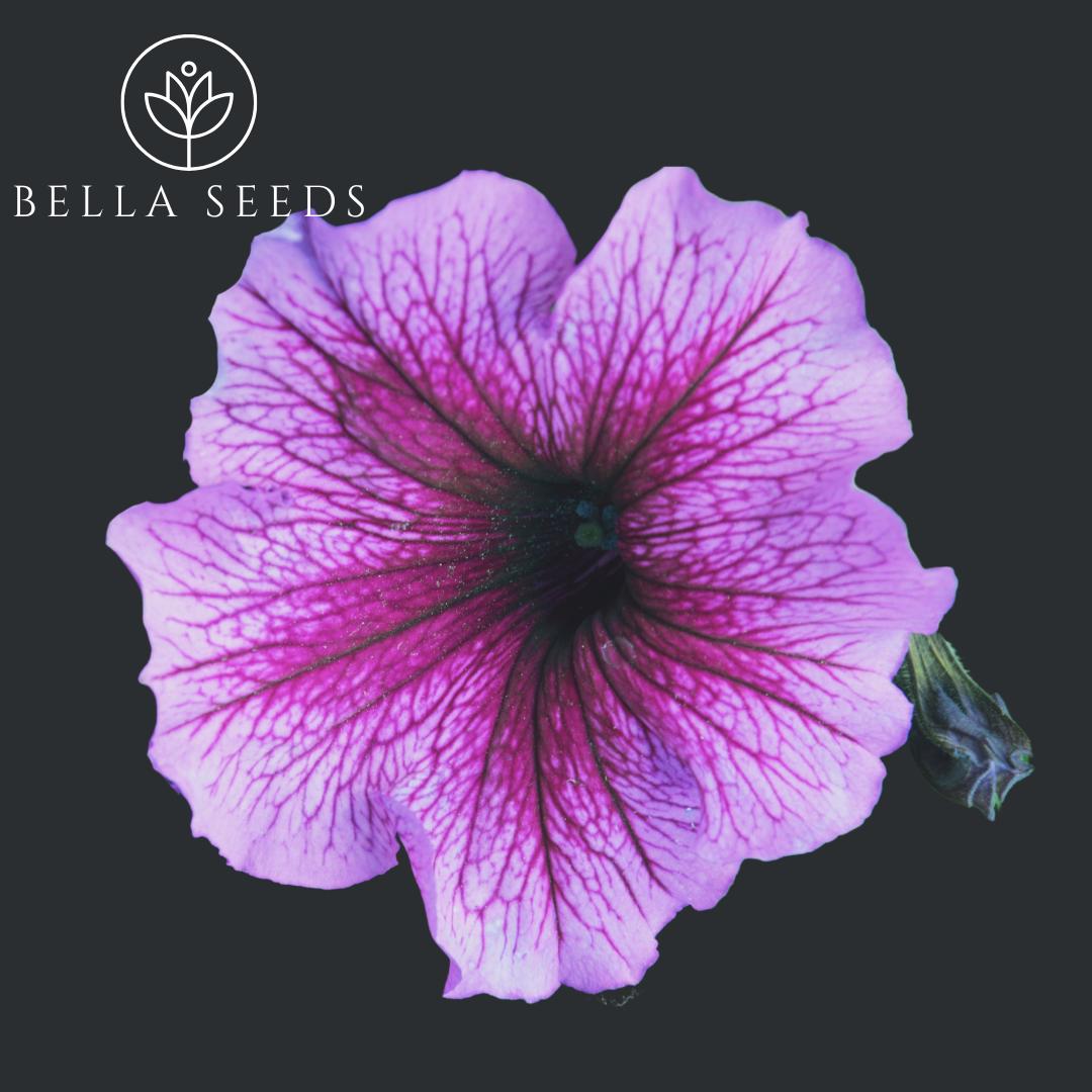 Petunia Prism Dewberry Sundae