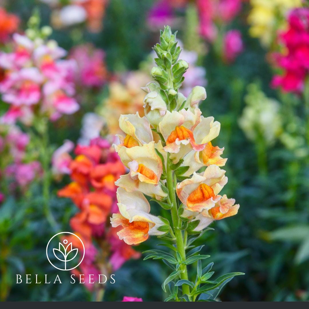 Snapdragon Tetra Mix