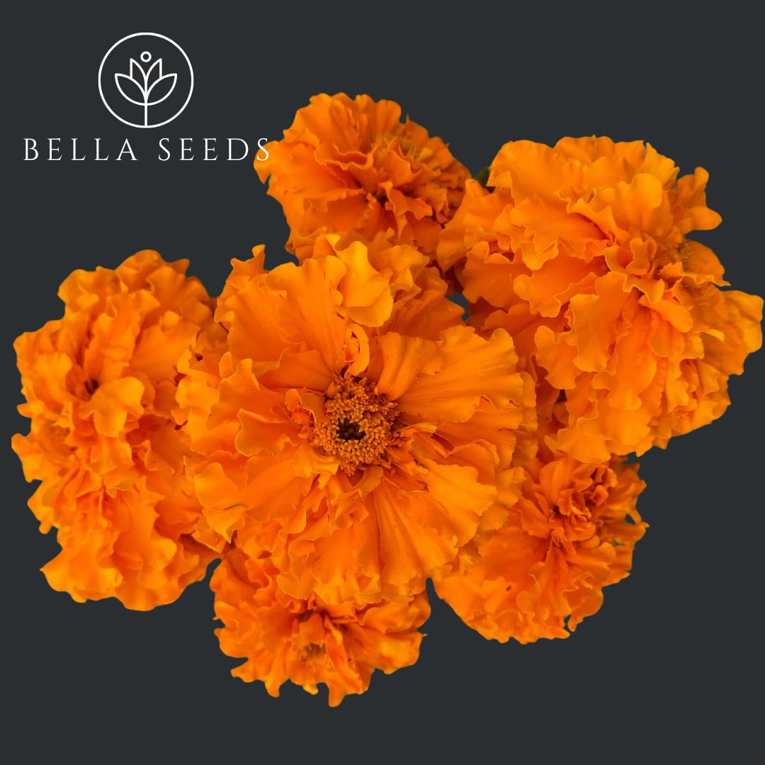 Marigold American Orangeade
