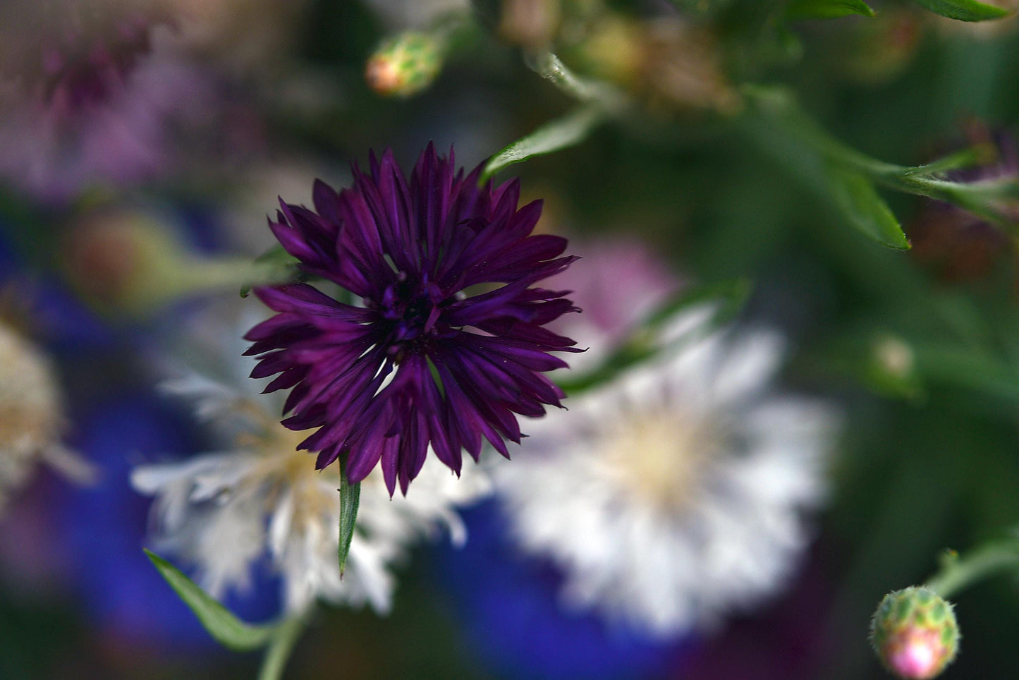 Bachelor's Button Classic Magic