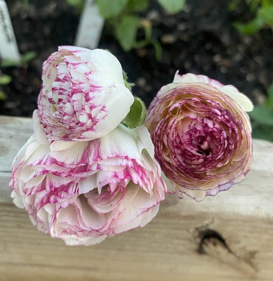 La Belle White Picotee Ranunculus Corms