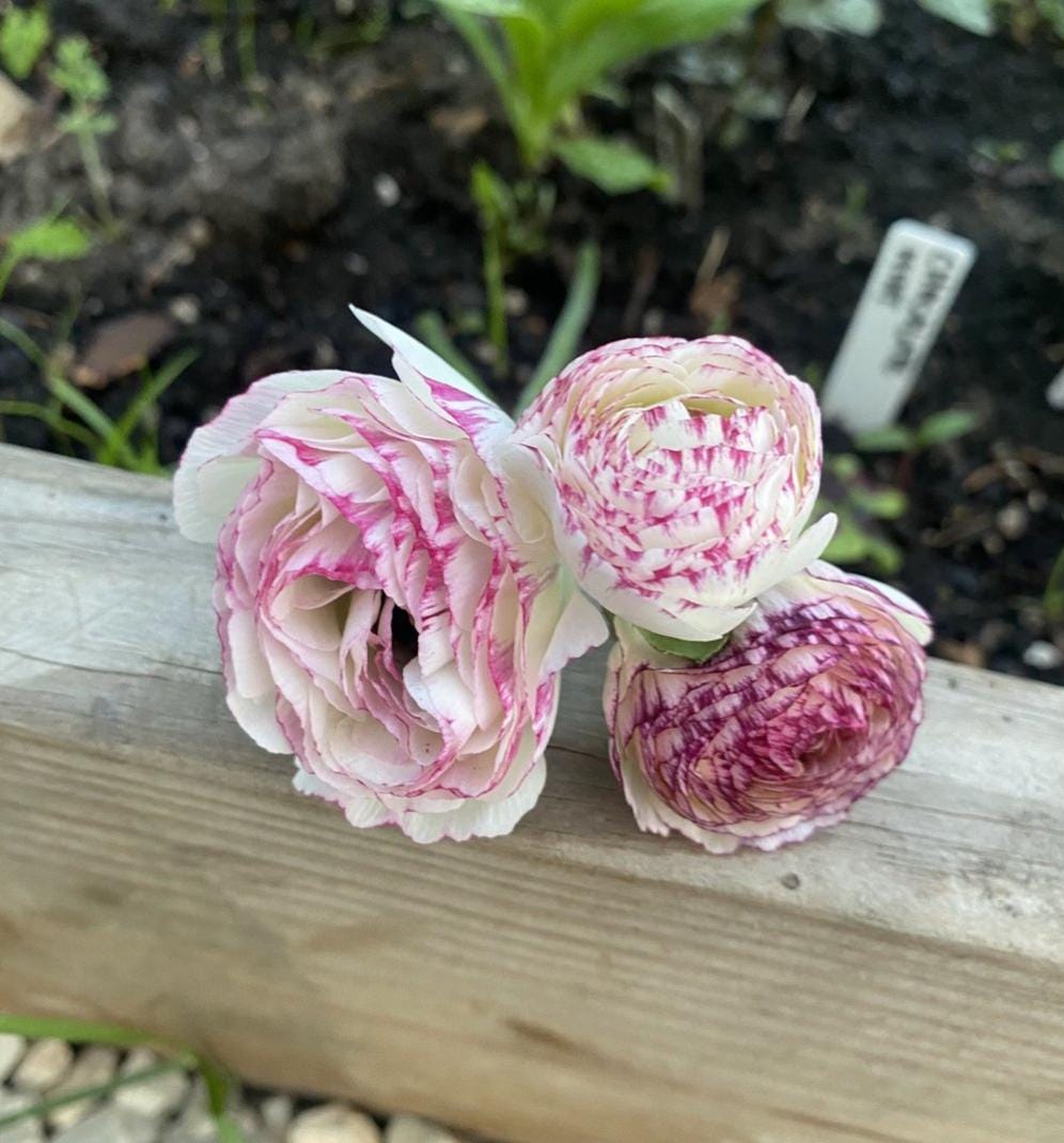La Belle White Picotee Ranunculus Corms