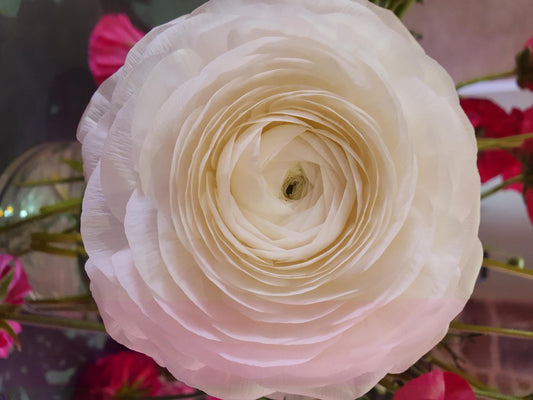 Pastel Peony Mix Ranunculus Corms