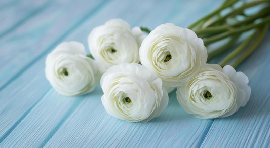 Ranunculus Half Clone Iceberg
