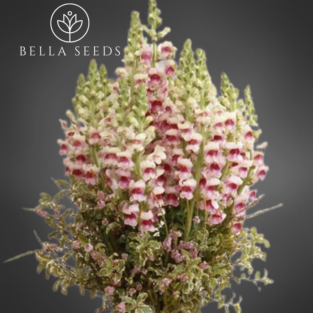 Snapdragon Maryland PlumBlossom