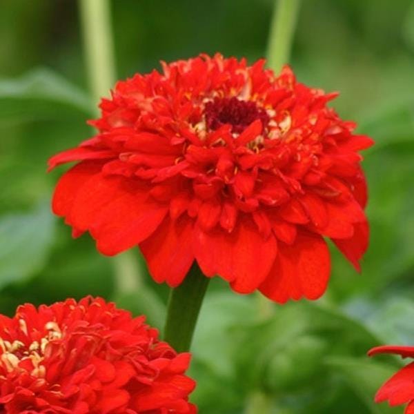 Zinnia Zinderella Red
