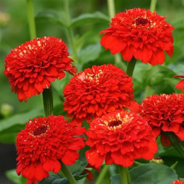 Zinderella Red Zinnia 10 Seeds, Zinnia Elegans, Professional Cut Flower, Wedding flowers, Rare Seeds, Fast Free Shipping, Salmon Double