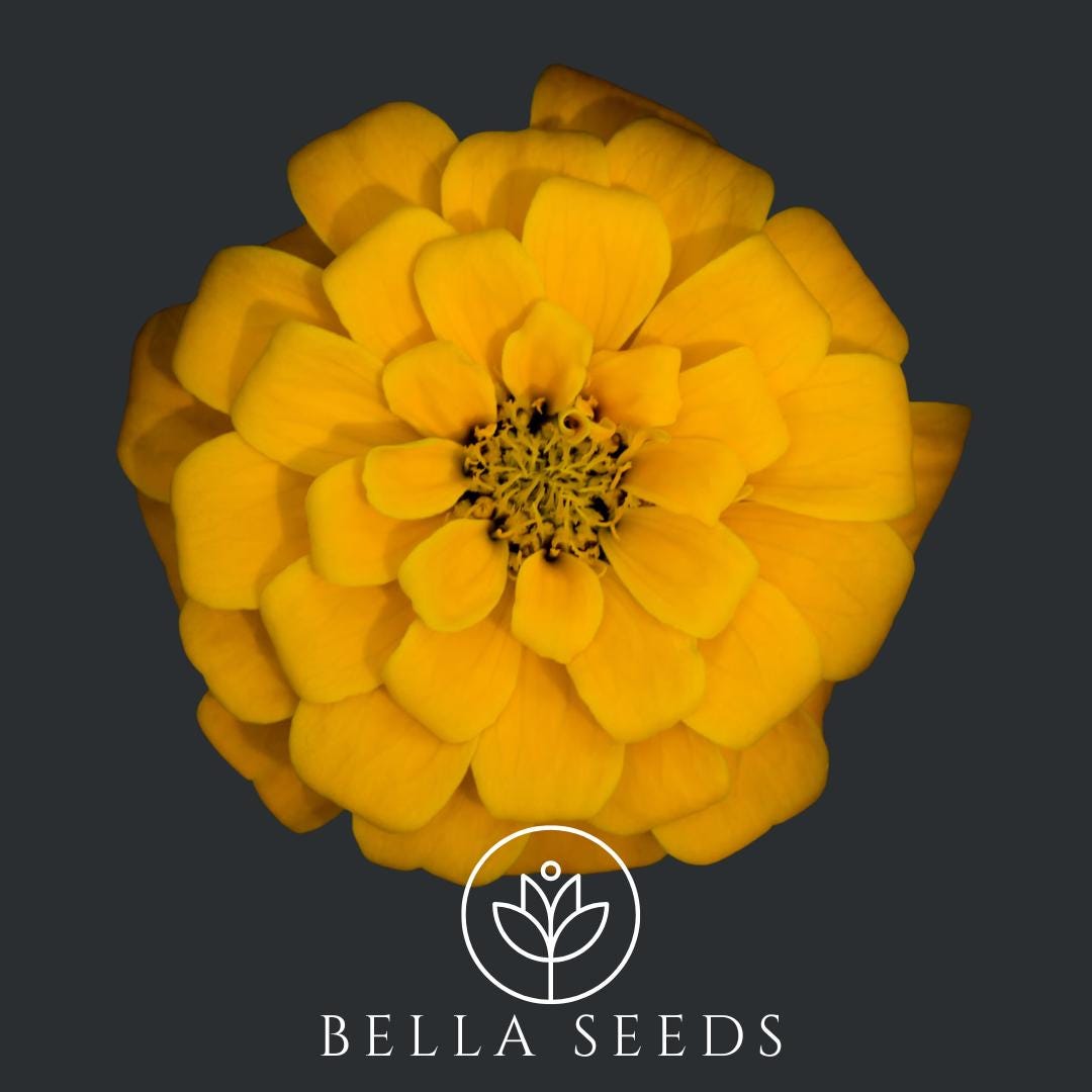 Benary's Giant Golden Yellow Zinnia 20 Seeds