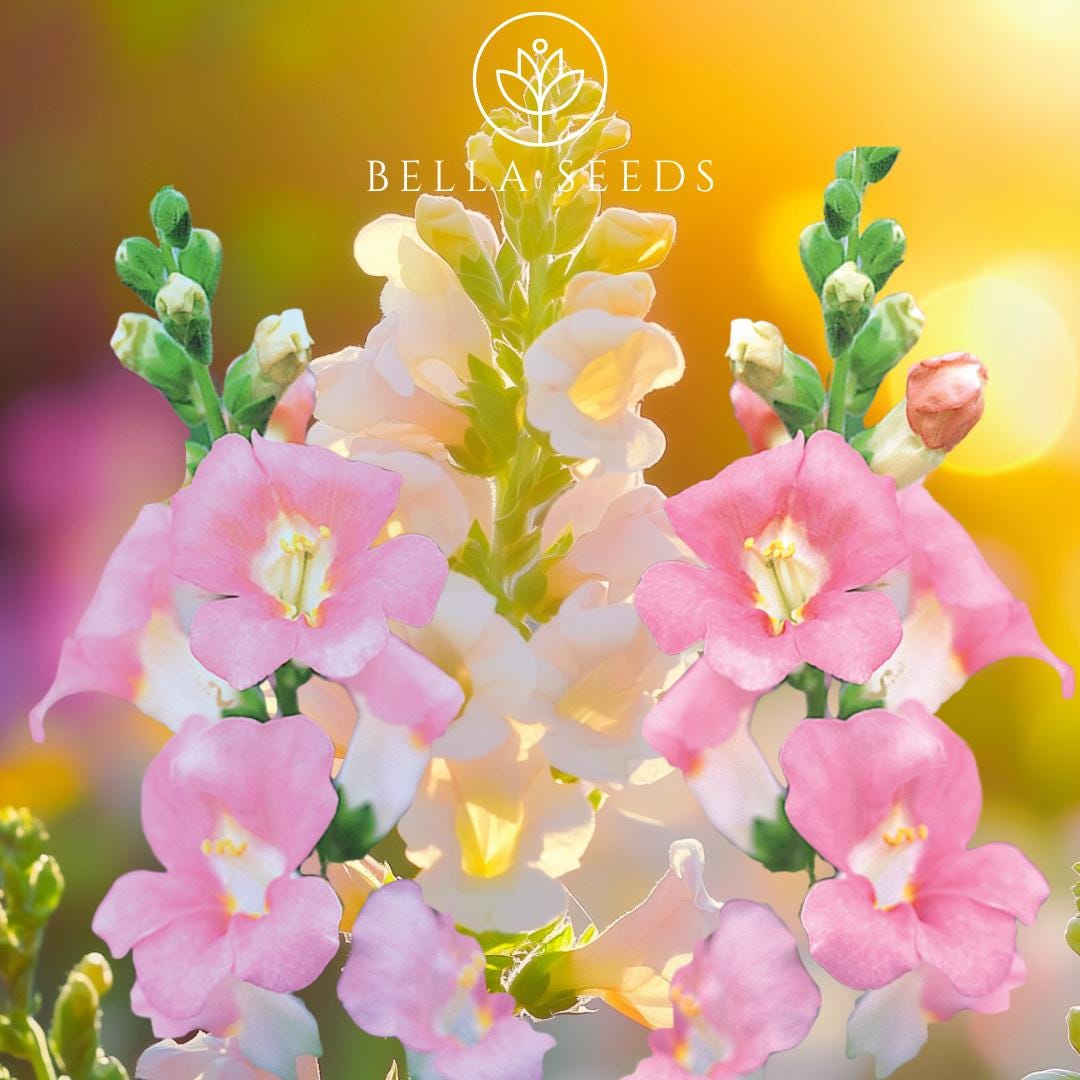 Snapdragon Chantilly Light Pink