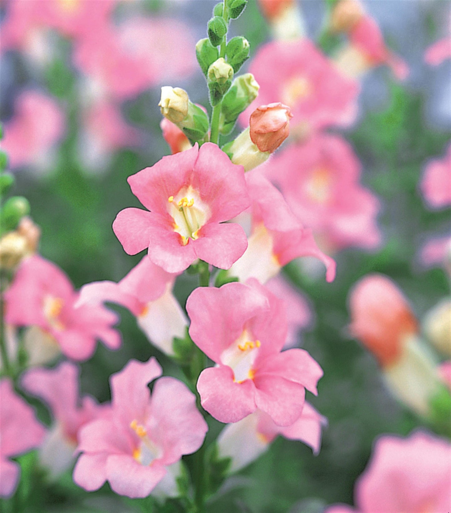 Snapdragon Chantilly Light Pink