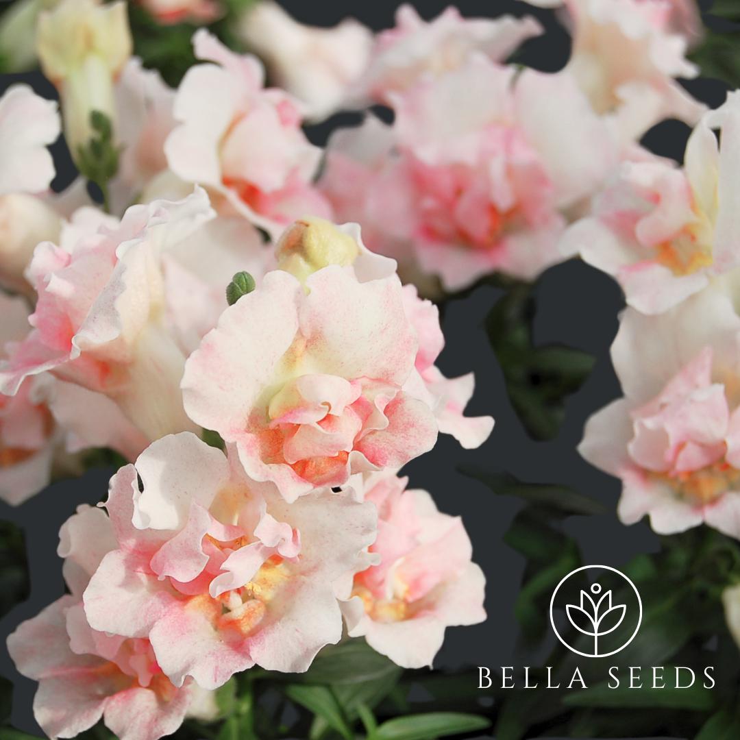 Snapdragon Twinny Appleblossom