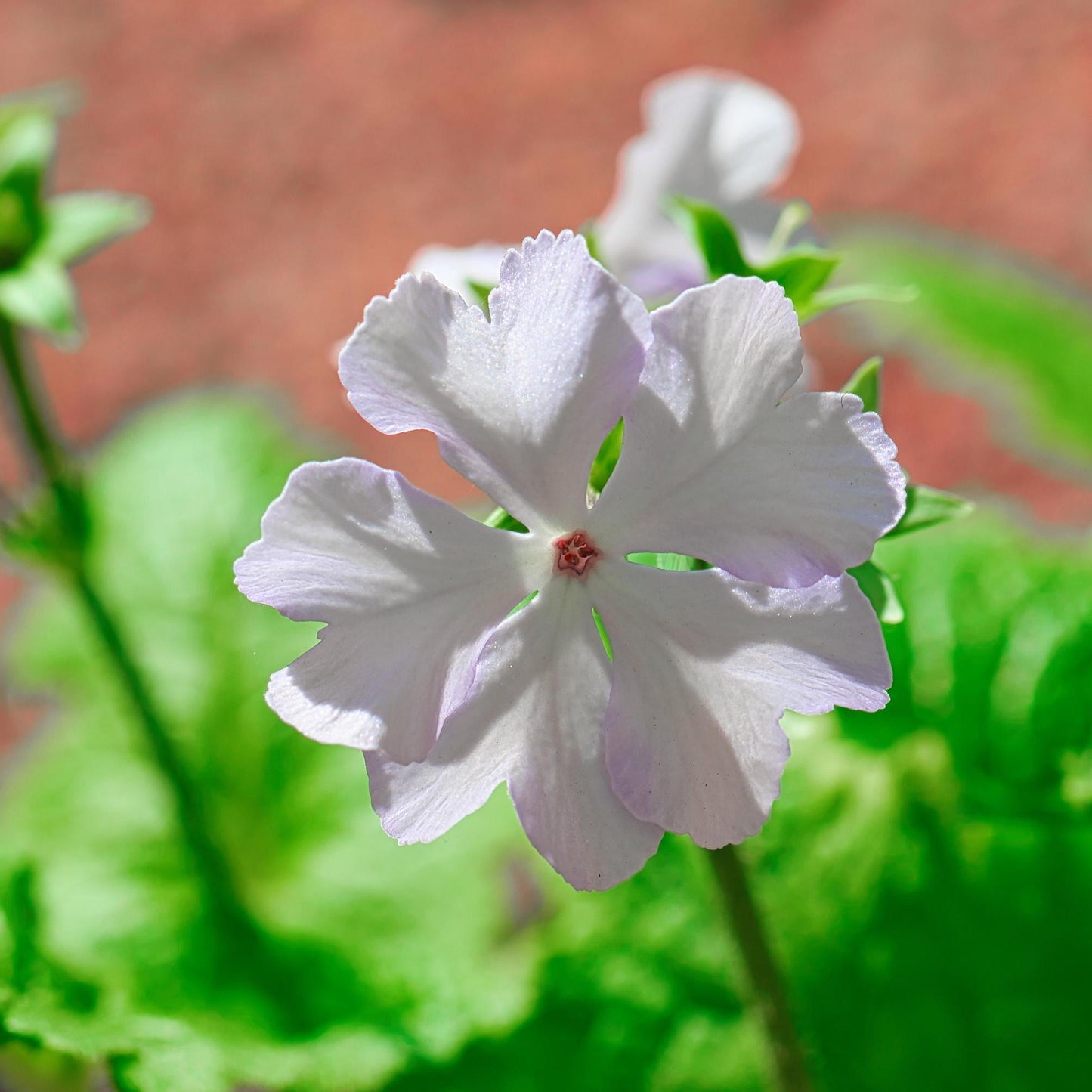 Marsh Mallow