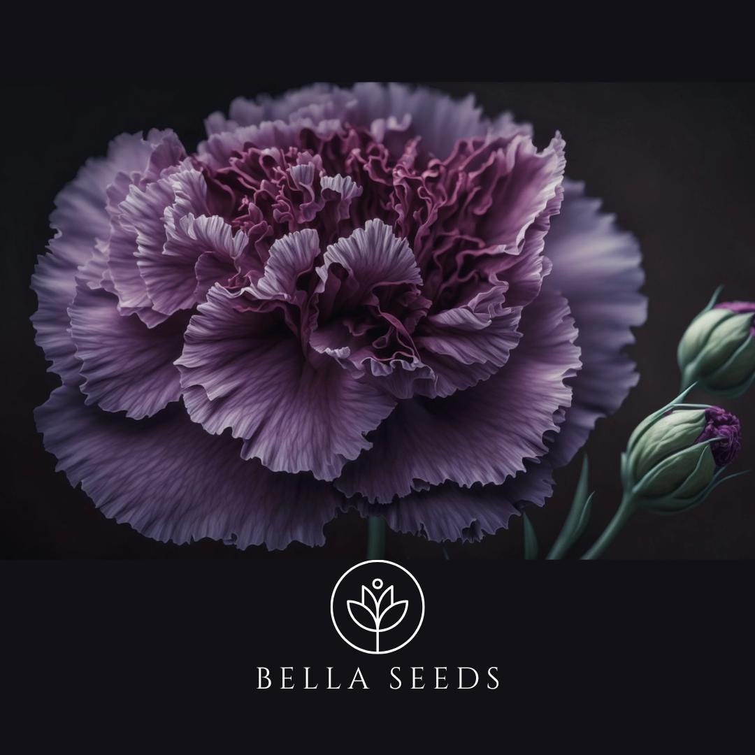 Carnation Grenadin King of the Black