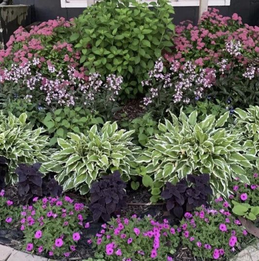 Perennial Garden Design, Landscape Design, Easy to Grow, Zones 3-8, Digital Download