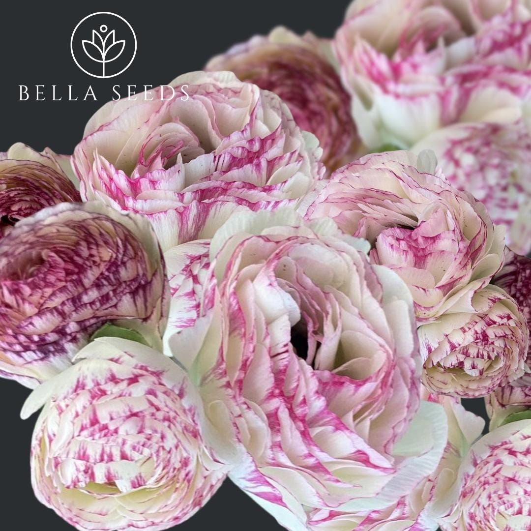 La Belle White Picotee Ranunculus Corms
