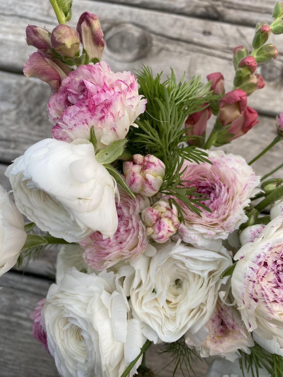La Belle White Picotee Ranunculus Corms