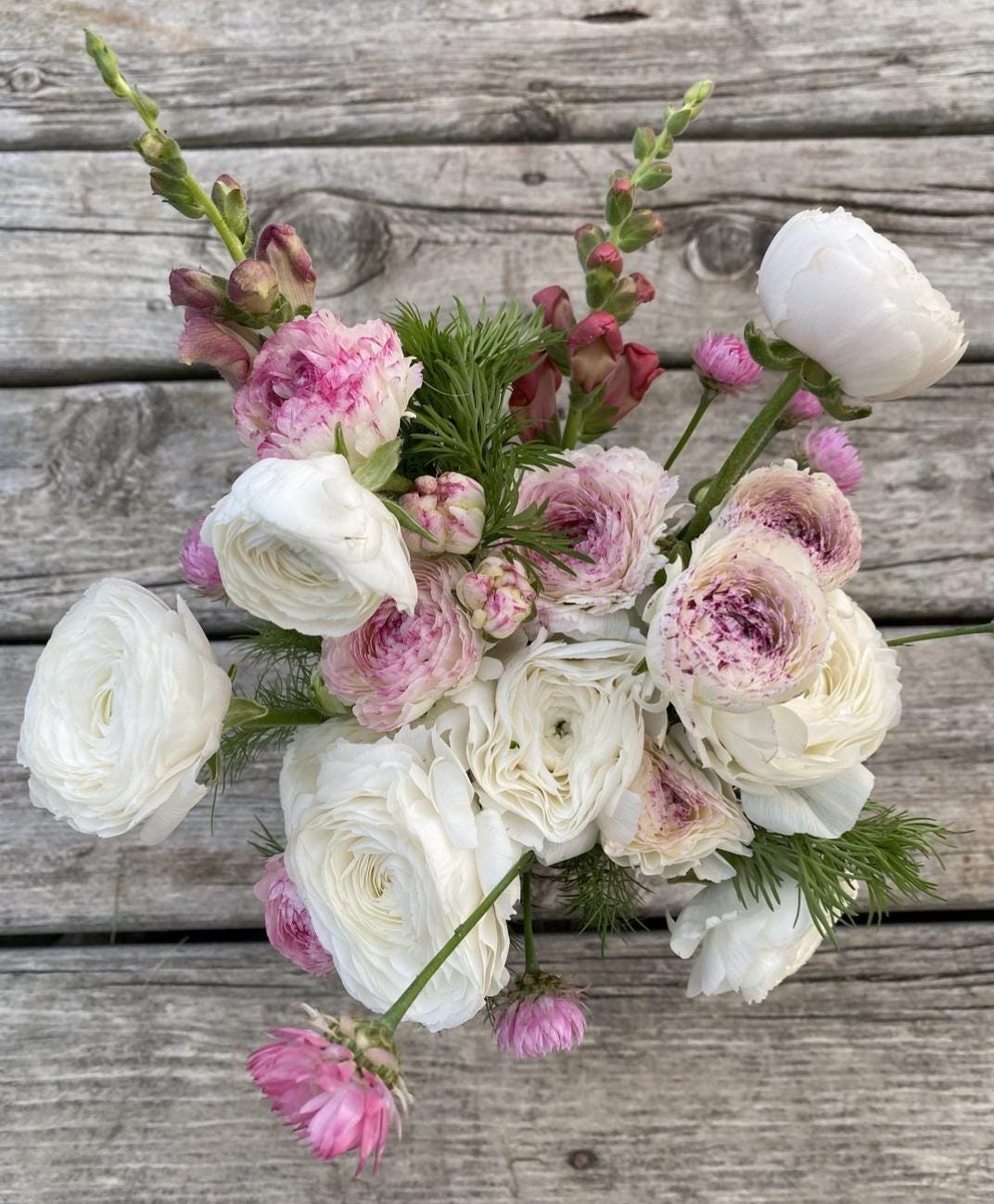 La Belle White Picotee Ranunculus Corms