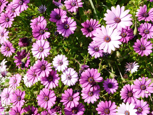 Xeranthemum Immortelle Mix