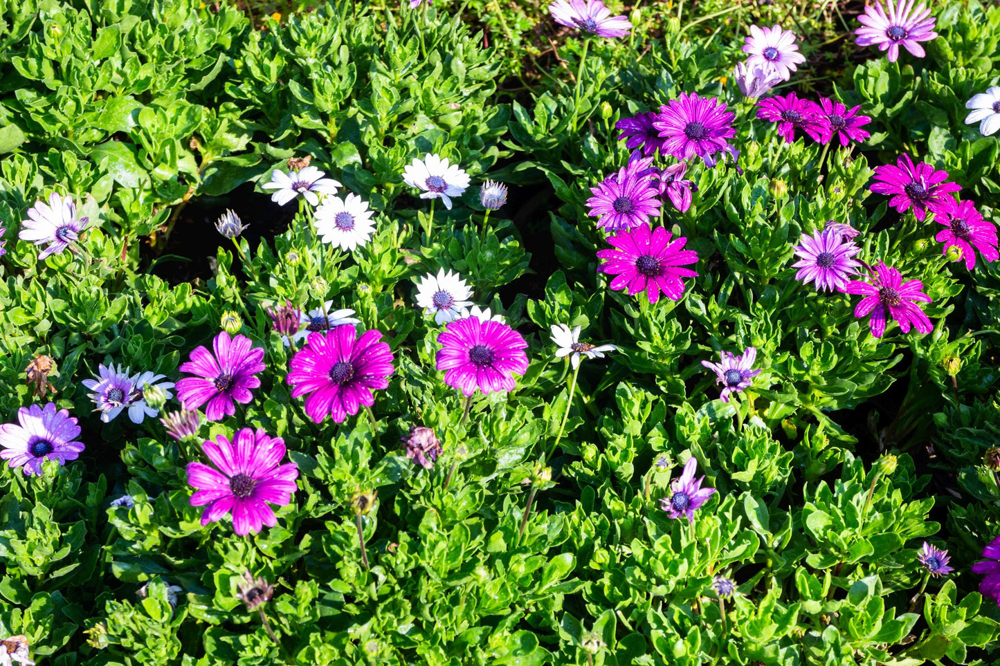 Xeranthemum Immortelle Mix