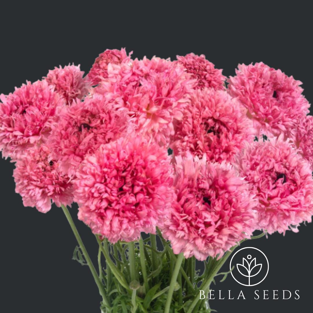 Ranunculus Poodle Ramlia Novelty