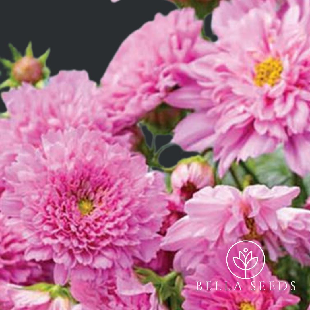 Cosmos Double Click Rose Bon Bon