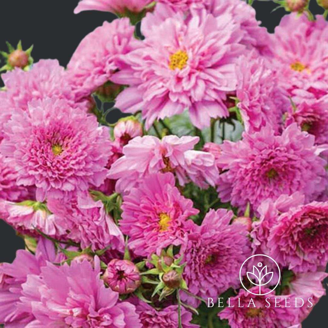 Cosmos Double Click Rose Bon Bon