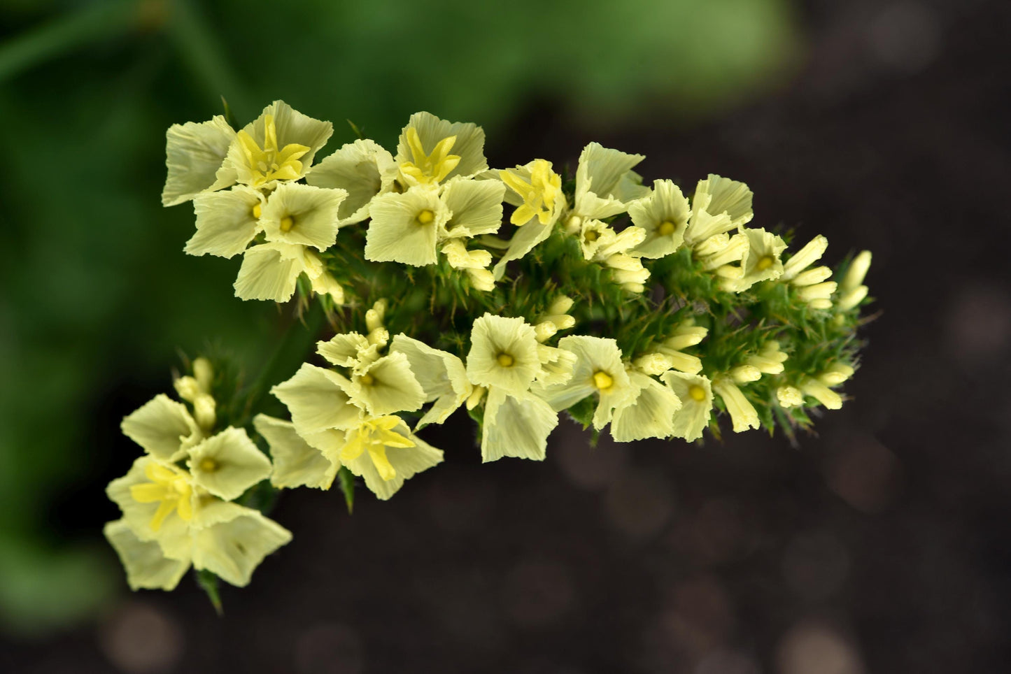 Statice Forever Moonlight