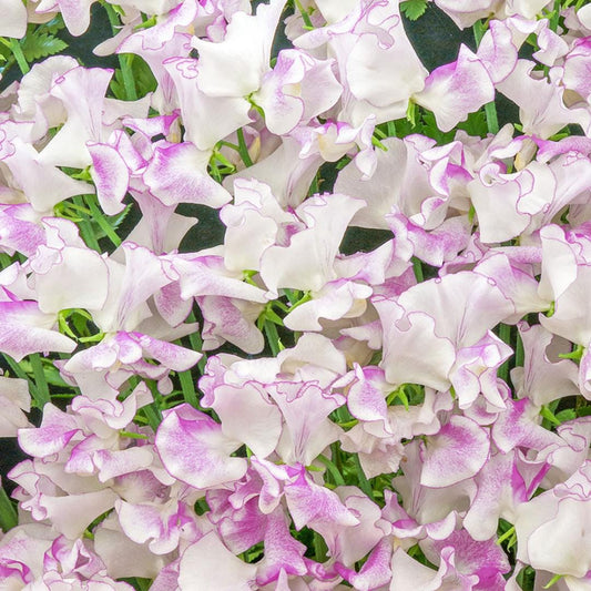Sweet Pea Bicolor Lilac Ripple