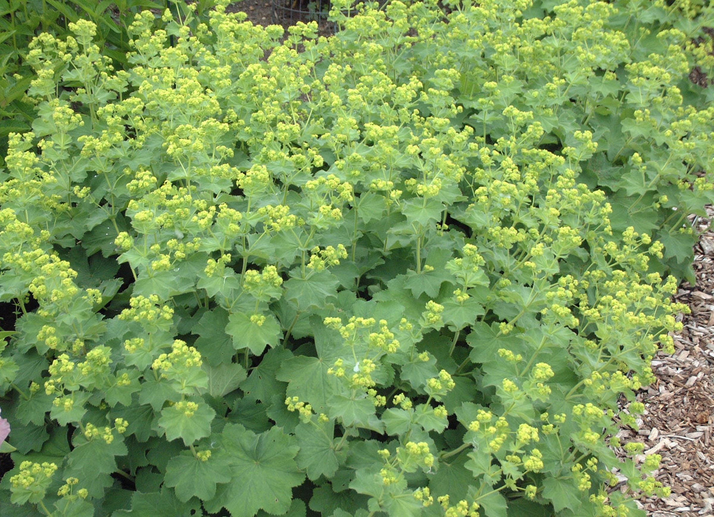 Lady's Mantle